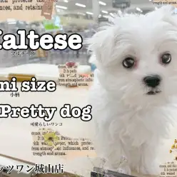 【 マルチーズ 】今注目の集まる『毛の抜けづらい超小型犬』