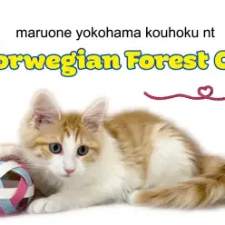 【 ノルウェージャンフォレストキャット 】甘えん坊ノルくんの生後4ヶ月