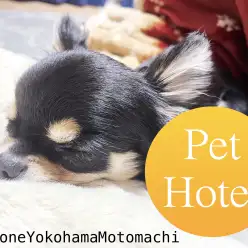 【 元町トリミング 】マルワン横浜元町店ペットホテルのご案内♪