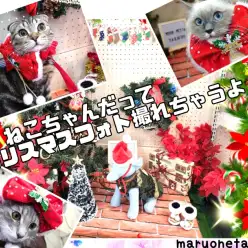 【 一足お先にメリークリスマス！ 】ねこちゃん達のフォトブース写真撮影！