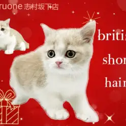 【 ブリティッシュショートヘアー 】まんまるお顔の癒し系ボーイがやってきた！