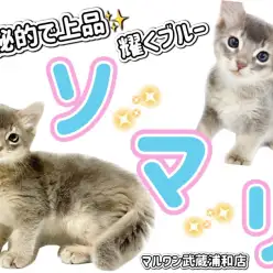 【 ソマリ 】神秘的なブルーの耀きを放つソマリが久々登場！