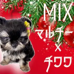 【 マルチワ 】ブラタン・ドワーフ・フレンドリーなスペシャルMIX！