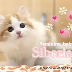 【 サイベリアン 】一瞬で虜になっちゃうフェミニンBaby