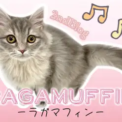 【 ラガマフィン 】毛量upで女子力爆上がりのラガマフィンちゃん！