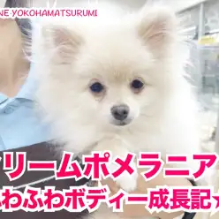 【 ポメラニアン 】クリーム色のフワフワボディーがキュートな女の子！