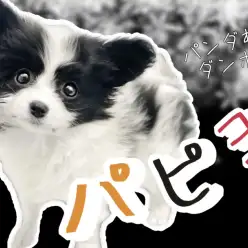 【 パピヨン 】白と黒のパンダ模様がチャームポイント！元気いっぱいな女の子