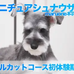 【 ミニチュアシュナウザー 】初のフルカットコースに挑戦！の巻