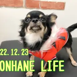 【 ホンハネライフ 】小さくて可愛い本羽田店の今日のチワワちゃん！