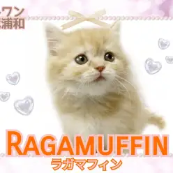 【 ラガマフィン 】人気急上昇中！コミュニケーション上手なふわもこにゃんこ