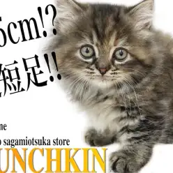 【 マンチカン 】神奈川で1番!?わずか3,5cmの超短足!可愛い仕草に注目!