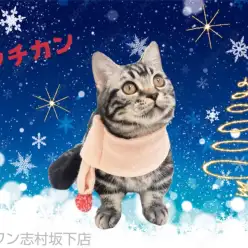 【 マンチカン 】生後5ヶ月近況報告！猫舎お引っ越しとお風呂トレーニング開始！