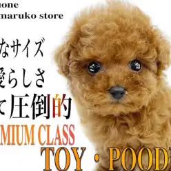 【 トイプードル 】生後2ヶ月の体重398g！小さなサイズ、可愛さプレミアム認定