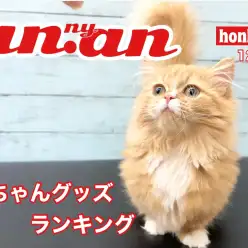 【 ニャンニャン12月号 】猫ちゃんグッズ！人気ランキングのご紹介