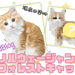 【 ノルウェージャンフォレストキャット 】生後4ヶ月を迎えたノルちゃんの現在の姿