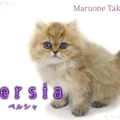 【 ペルシャ 】綿毛と間違えちゃう！？これ以上ないふわふわにゃんこが登場！