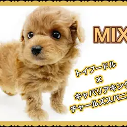 【 MIX 】注目のキャバリア系MIX！ミニマムサイズの手乗りプーキャバ