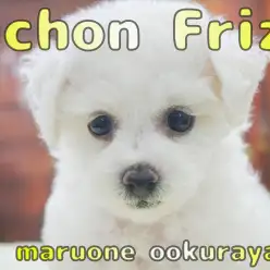 【 ビションフリーゼ 】抜群な毛量と毛立ち！おっとりな性格の女の子！