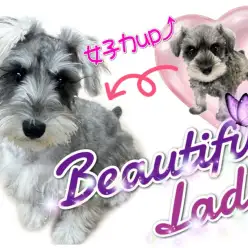 【 ミニチュアシュナウザー 】女子力UP！生後5ヶ月、大人のレディに大変身♪