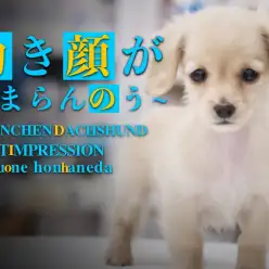 【 カニンヘンダックスフント 】初心者必見!イエローカラーの小さめ美形わんこ!