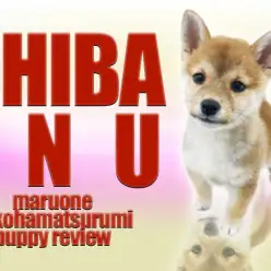 【 柴犬 子犬レビュー 】これぞ大和撫子！日本代表赤柴犬！