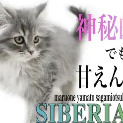 【 サイベリアン 】神秘的な美しさを持つ容姿と甘えん坊な性格のギャップがイイ！