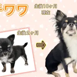 【 チワワ 】かわいいだけじゃない!気高きロングコートの美形チワワ