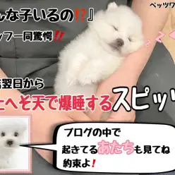 【 スピッツ 】大物の風格？マイペースで明るい性格のスピッツちゃん