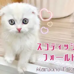 【 スコティッシュフォールド 】溢れ出る上品さ！実はとっても甘えん坊な王子様！