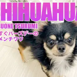 【 チワワ 】1月8日で1歳を迎えるブラックタン&ホワイトのフレンドリーな男前！