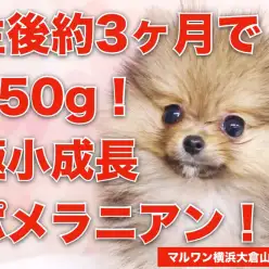 【 ポメラニアン 】生後3ヶ月で極小体重650gポメちゃんのお迎えハウツー