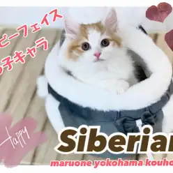 【 サイベリアン 】元気もりもり、末っ子キャラのサイベちゃん