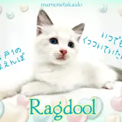 【 ラグドール 】歴代ラグドール断トツNO.1の甘えんぼ！