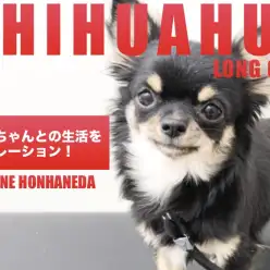 【 ロングコートチワワ 】ホンハネチワワちゃんとの生活シュミレーション！