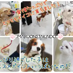 【 パピートレーニングって大事！ 】のんびり育っている子達のメリット教えます！