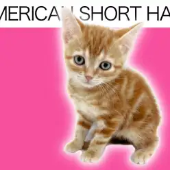 【 アメリカンショートヘア 】可愛さと可憐さを持ち合わせたレッドタビーの女の子！