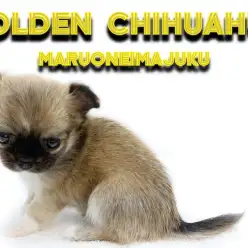 【 チワワ 】マニアが悶絶！フォーン＆ホワイトの小さめ美少女が聖地に降臨！