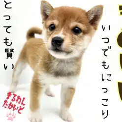 【 豆柴 】いつでもニッコリ！とっても賢いアナタの相棒に立候補！