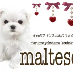 【 マルチーズ 】美白のプリンスは短足鼻ぺちゃBOY