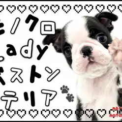 【 ボストンテリア 】モノクロカラーのぶちゃ顔アイドル❤︎