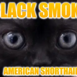 【 アメリカンショートヘア 】パパはCFAチャンピオンの良血統！超珍しい黒虎アメショ！