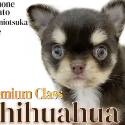 【 チワワ 】小さめサイズのチョコタン色！JKC王者を父にもつプレミアムワンコ！