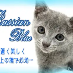 【 ロシアンブルー 】蒼き美猫!極上の撫で心地に人懐っこさ♪