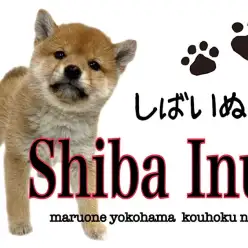 【 柴犬 】めざせ大和撫子！安定感のあるムッチリボディの柴子ちゃん
