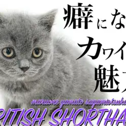 【 ブリティッシュショートヘア 】癖になる可愛さ！まん丸子猫はギャップがイイ！