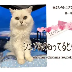 【 お役立て情報 】猫さんのシニアライフ第1弾！シニア期の知ってると安心