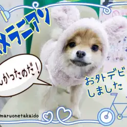 【 ポメラニアン 】驚異の順応性！お外デビューしたぽんちゃんが天才すぎる！！