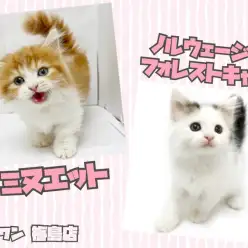 【 1月27日版最新子猫情報 】梅島店のかわいい猫ちゃんたちをご紹介！