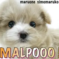 【 MIX 】小柄な体格とクリームカラーが愛らしい！圧倒的な存在感を放つマルプー