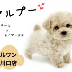 【 MIX 】大人気MIXマルプー登場!その人懐っこさは天下一品!